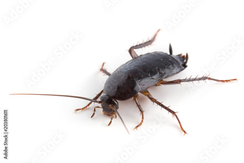 Eastern cockroach isolated