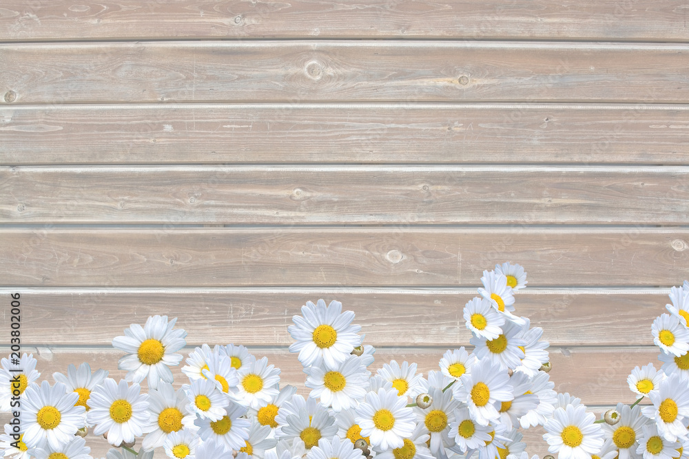 Obraz premium Scratched wood plank background texture