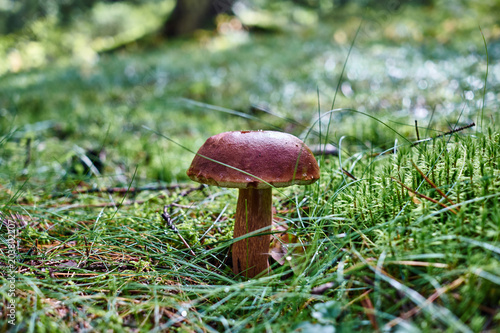 Forest mushroom in the green grass and moss close up view.