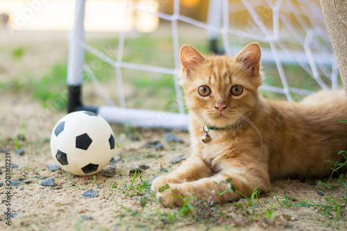 Fototapeta Naklejka Na Ścianę i Meble -  persian cat football player