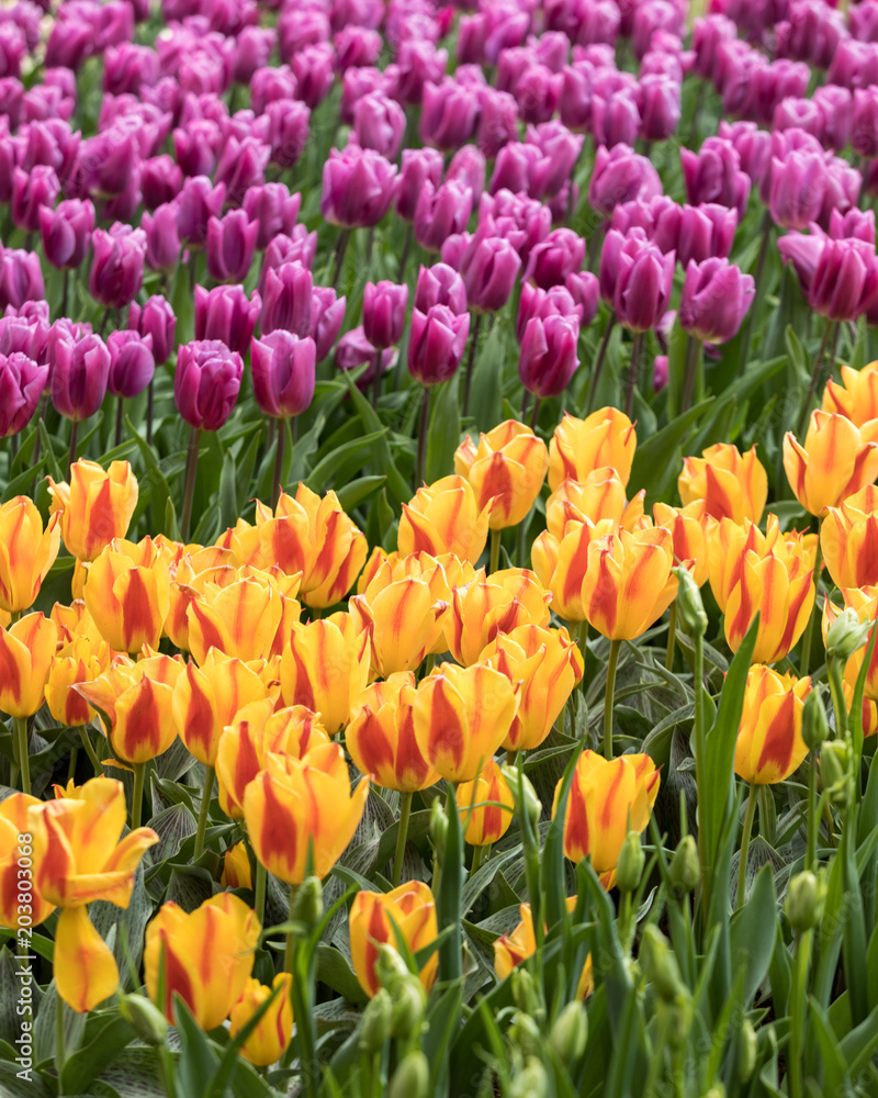 colorful tulips flowers blooming in a garden colorful tulips flowers blooming in a garden