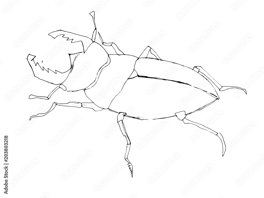 Contour decorative drawing of a horned beetle in graphic style for