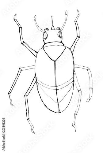 Contour decorative drawing of a beetle in graphic style photo