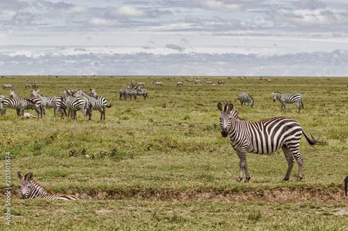 Zebra herd during migration in Serengeti National Park in Tanzania