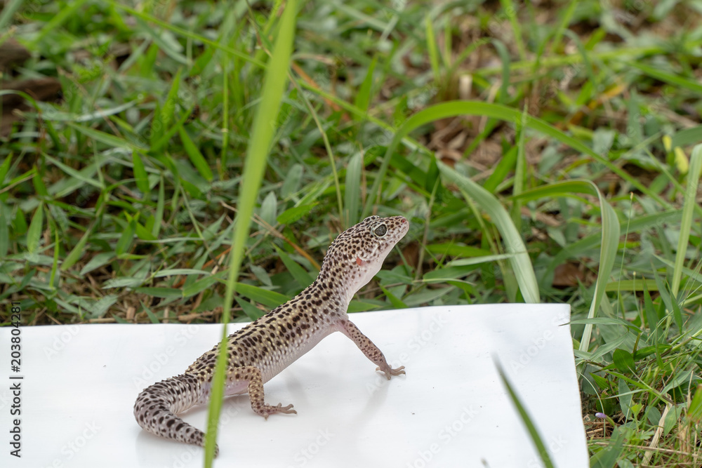 Naklejka premium Adorable leopard gecko morph mack snow (Eublepharis macularius) on ground, grass, nature background. Selective focus.