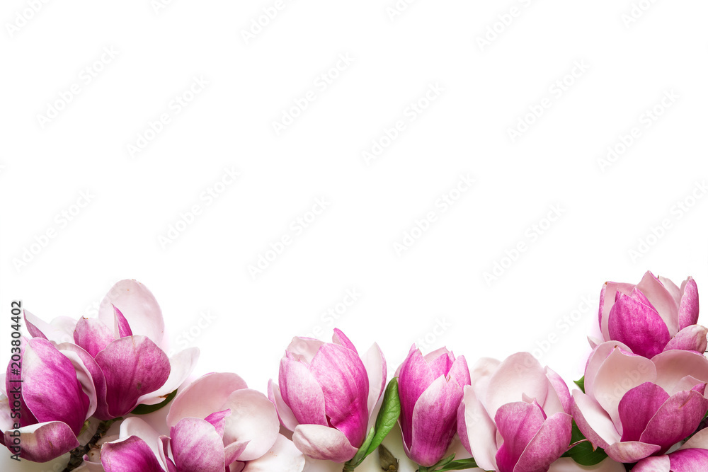 Naklejka premium Pink magnolia flowers isolated on white background with copy space for greeting message