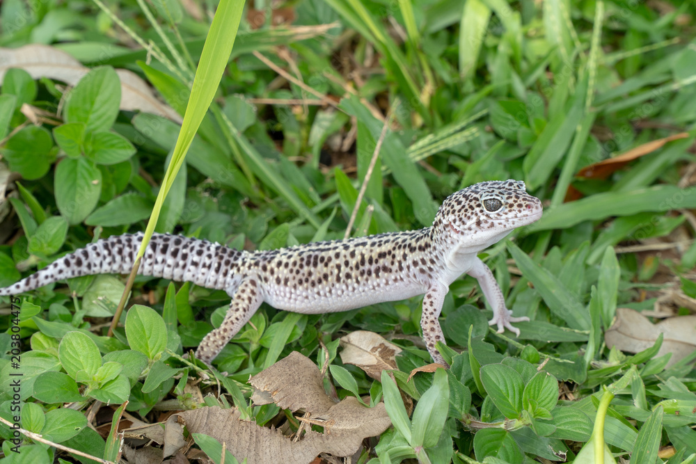 Naklejka premium Adorable leopard gecko morph mack snow (Eublepharis macularius) on ground, grass, nature background. Selective focus.