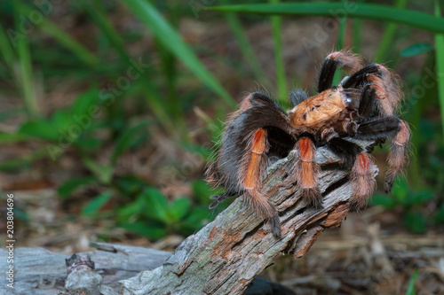 Mexican Fireleg (Brachypelma boehmei) the beautiful tarantula stays on wooden branch in nature background. Selective focus.