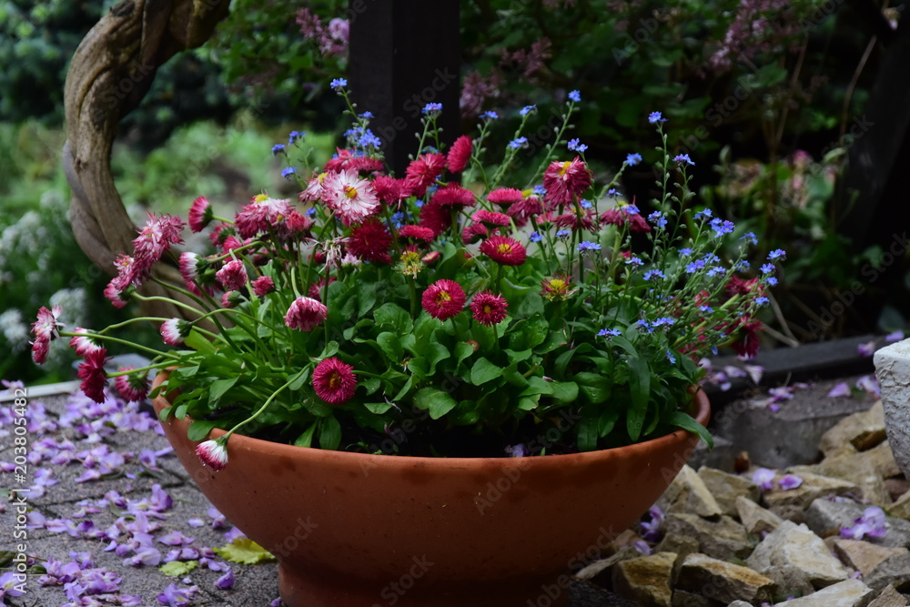 Garden decoration, ceramic pot with daisies.