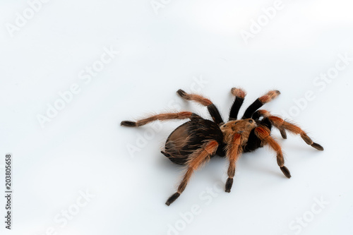 Mexican Fireleg (Brachypelma boehmei) the beautiful tarantula on white background isolated. Selective focus.
