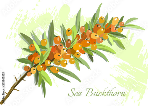 A branch of a ripe sea-buckthorn on a watercolor background. Vector illustration.