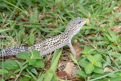 Adorable leopard gecko morph mack snow  Eublepharis macularius  on ground  grass  nature background. Selective focus.