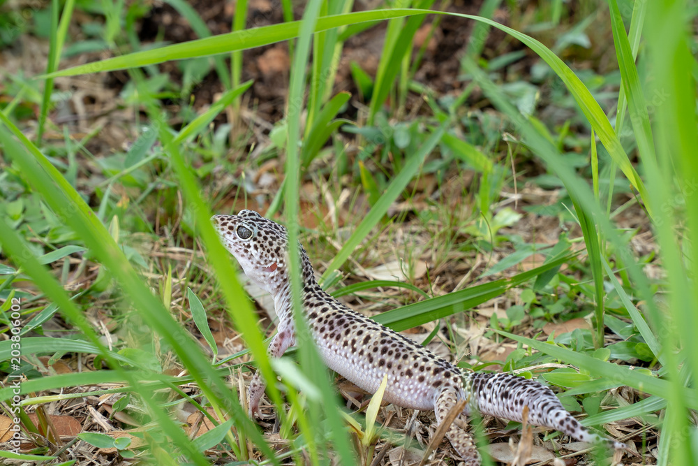 Adorable leopard gecko morph mack snow (Eublepharis macularius) on ground, grass, nature background. Selective focus. Adorable leopard gecko morph mack snow (Eublepharis macularius) on ground, grass, nature background. Selective focus.