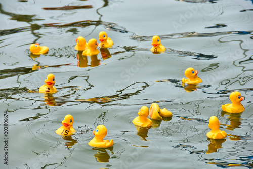 yellow rubber ducks in a duck race floating on a lake water