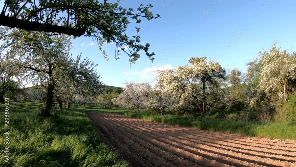 Streuobstwiese mit blühenden Apfelbäumen bei Sonnenuntergang, Kleinwallstadt, Bayern, Franken, Spessart, 4K Streuobstwiese mit blühenden Apfelbäumen bei Sonnenuntergang, Kleinwallstadt, Bayern, Franken, Spessart, 4K