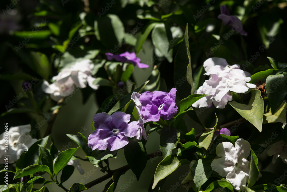 Close up of Brunfelsia uniflora flower Close up of Brunfelsia uniflora flower