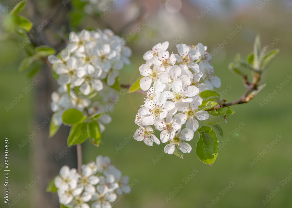 Apfelblüte / Nahaufnahme Apfelblüte / Nahaufnahme