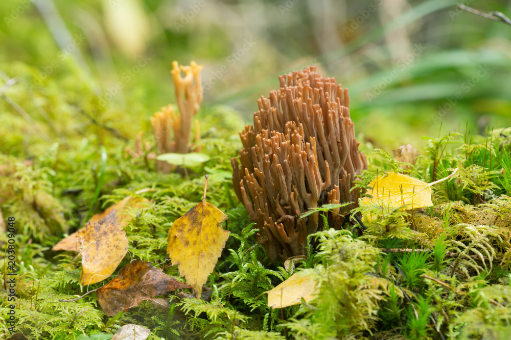 Coral fungi, Ramaria among moss Coral fungi, Ramaria among moss