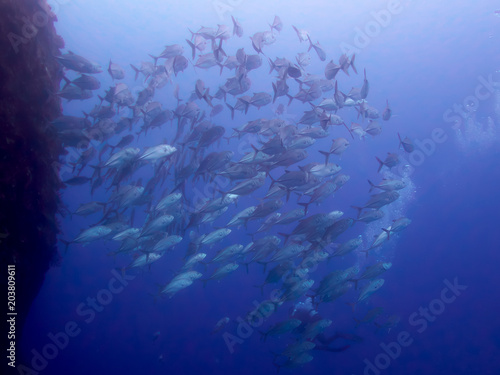 a school of big-eye jacks