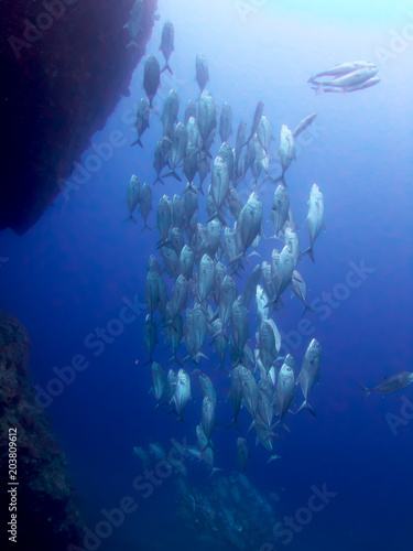 a school of big-eye jacks
