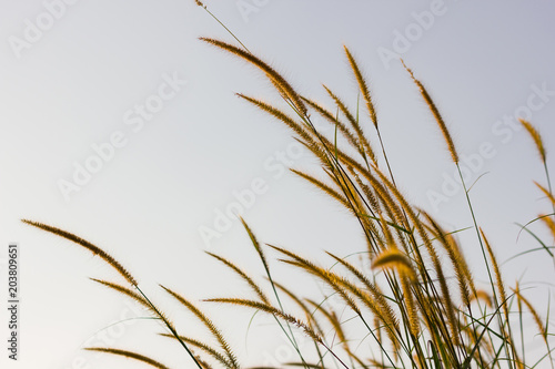 Brown grass with warm colors at sunrise with blue sky background
