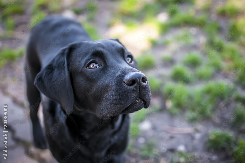 black labrador puppy with sweet snout