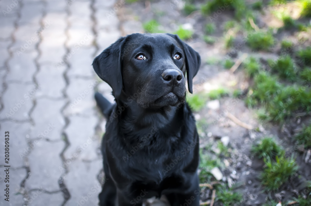 black labrador puppy with sweet snout black labrador puppy with sweet snout