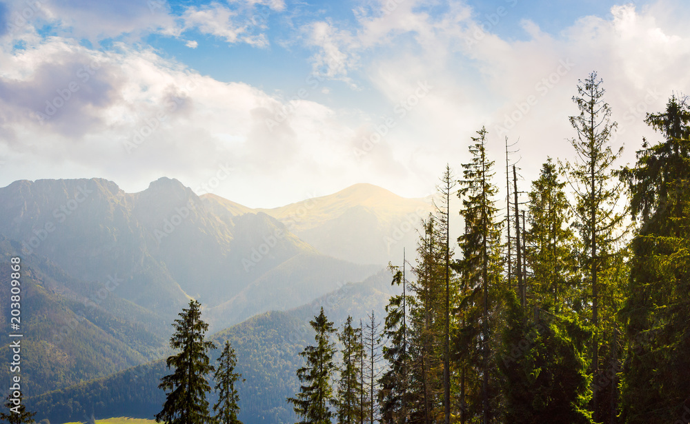 High Tatra mountains behind the trees. lovely nature scenery in beautiful light.