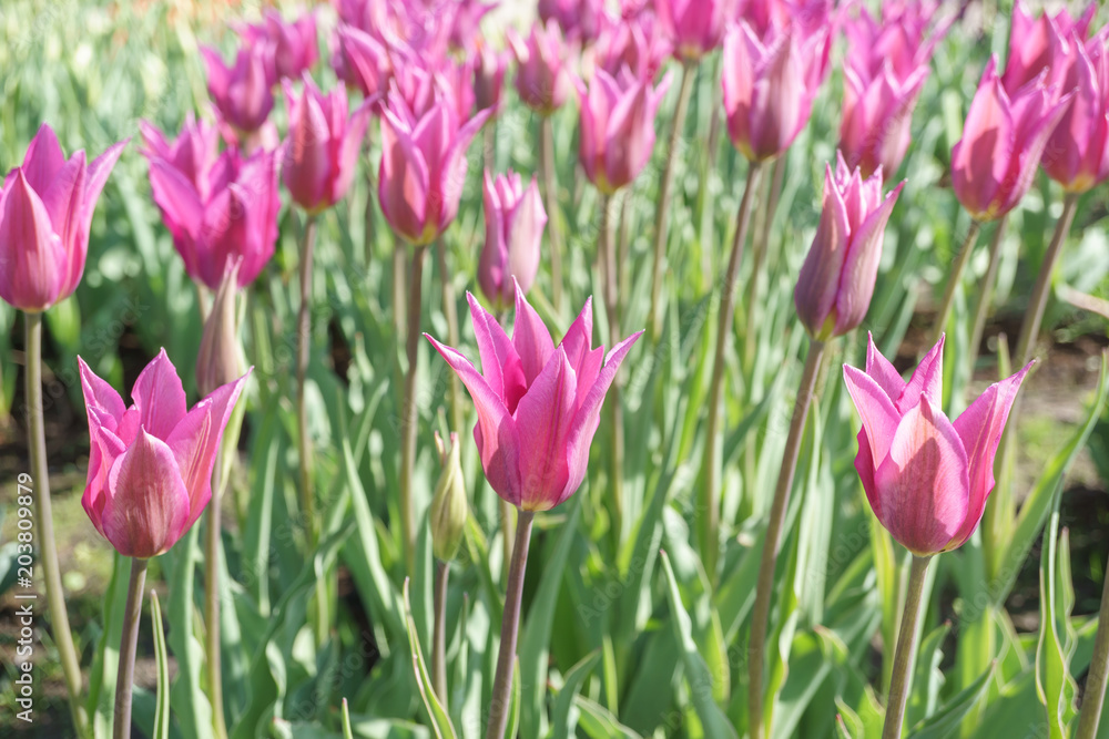 Fototapeta premium pink tulips in the sunny garden