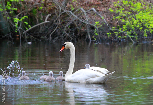 Female Swan Carries Chicks Piggyback