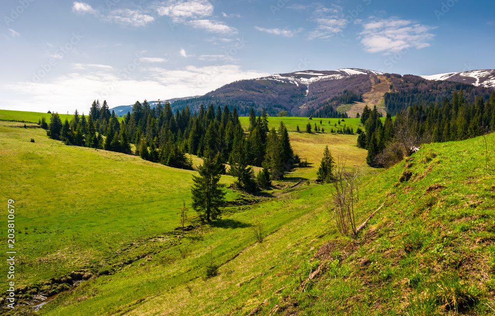 grassy hills at the foot of the ridge. beautiful nature scenery of Borzhava mountain ridge. springtime landscape with snowy mountain tops in the distance