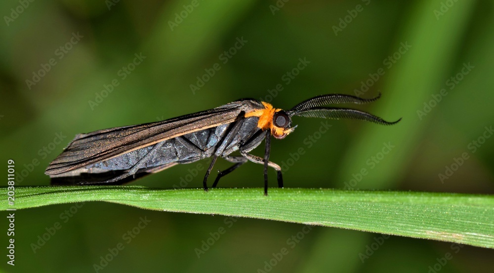 Virginia Ctenucha (Ctenucha virginica) moth on foliage side view, Springtime insect nature macro copy space, Houston TX USA Virginia Ctenucha (Ctenucha virginica) moth on foliage side view, Springtime insect nature macro copy space, Houston TX USA