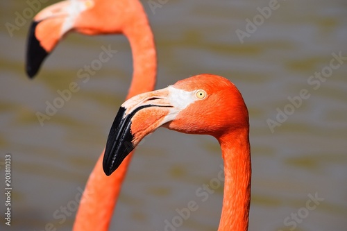 Two Flamingos