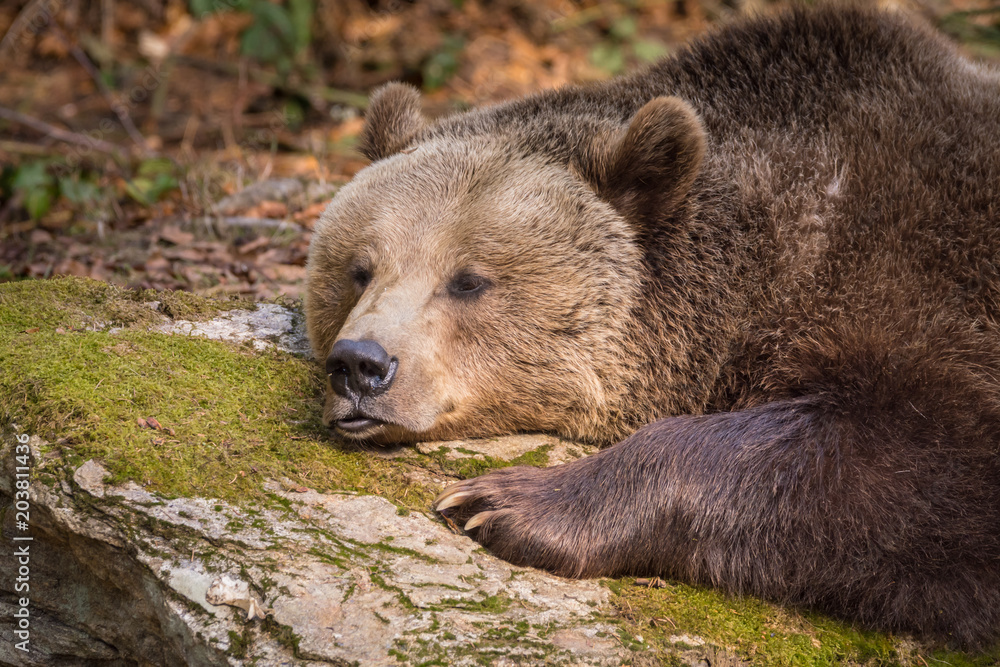 Obraz premium Bär im Schlaf