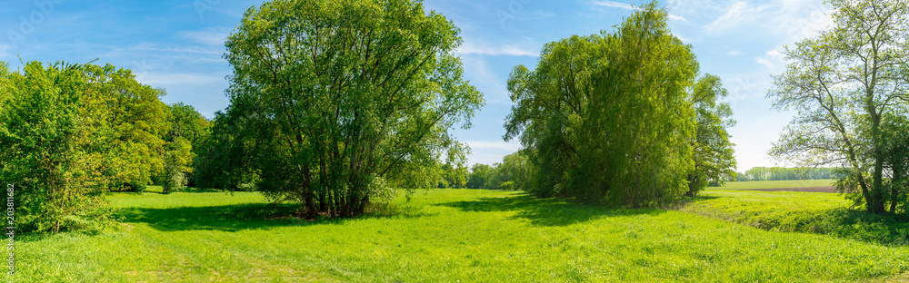 Wiese mit Bäumen auf einer Lichtung, Panorama Wiese mit Bäumen auf einer Lichtung, Panorama