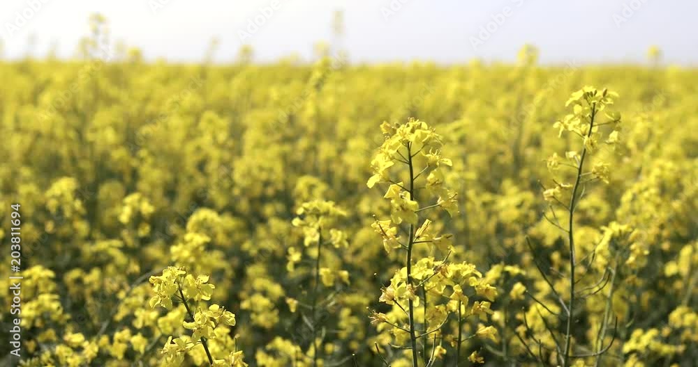 Canola flower, rape crop, background. Blooming canola field Canola flower, rape crop, background. Blooming canola field