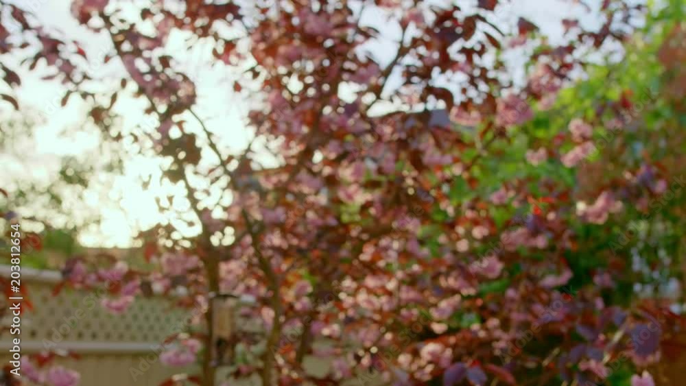 Sunset with Japanese cherry blossom blooming in spring England, UK Sunset with Japanese cherry blossom blooming in spring England, UK