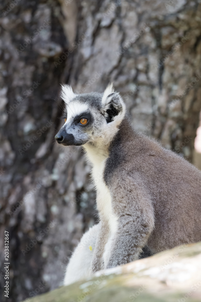Fototapeta premium Bantu, Isalo, Madagascar, Sandstone, adventure, africa, african, agriculture, bara, canyon, discover, ethnic, gasy, gondwana, gorge, grassland, gun, hike, hiking, horizon, hut, ihorombe, ihosy, landma