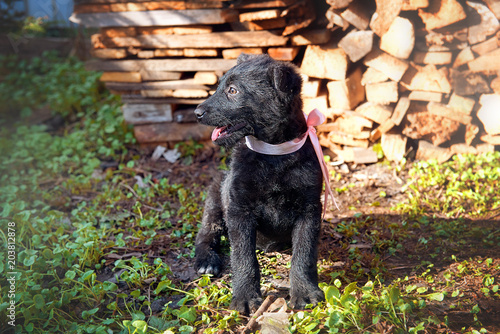 A puppy of black color sits on the ground in a summer day against the background of firewood. © pushann