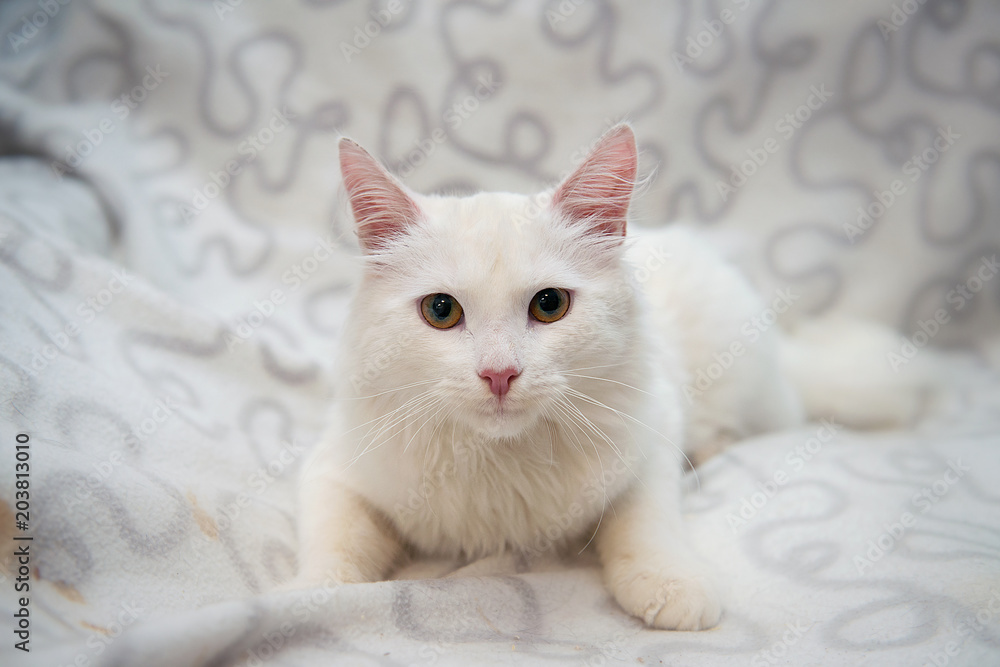 A white cat lies on a white plaid. Portrait of a stray cat.