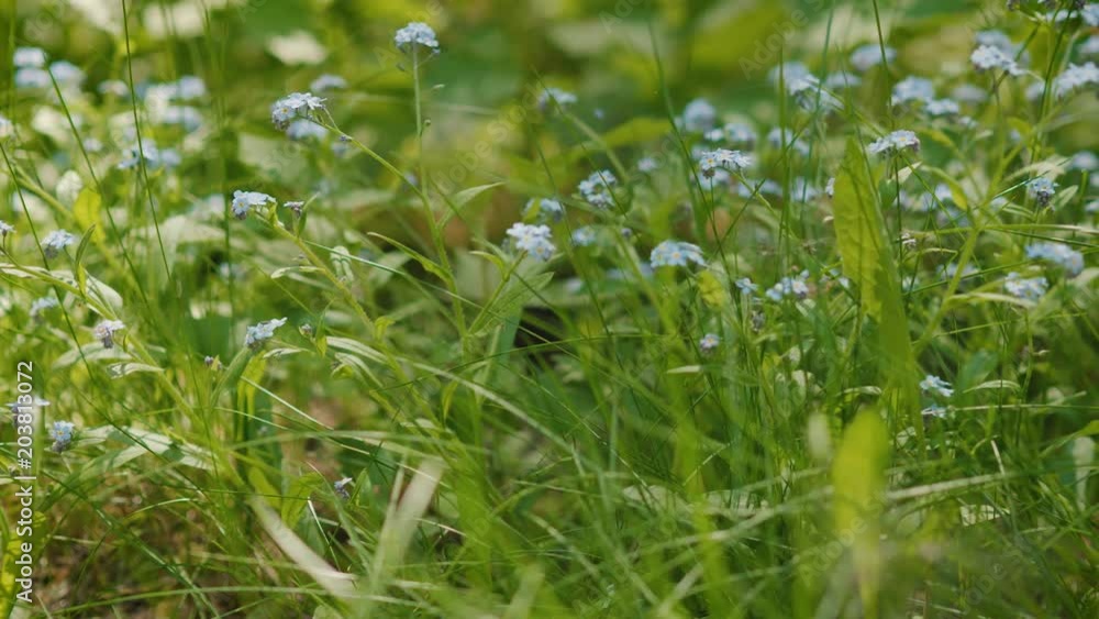 lot of beautiful blue forget-me-not flowers in a summer forest lot of beautiful blue forget-me-not flowers in a summer forest