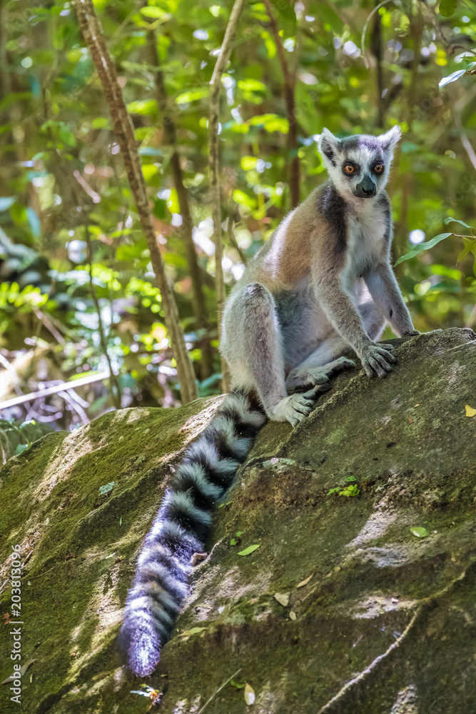 Obraz premium Bantu, Isalo, Madagascar, Sandstone, adventure, africa, african, agriculture, bara, canyon, discover, ethnic, gasy, gondwana, gorge, grassland, gun, hike, hiking, horizon, hut, ihorombe, ihosy, landma