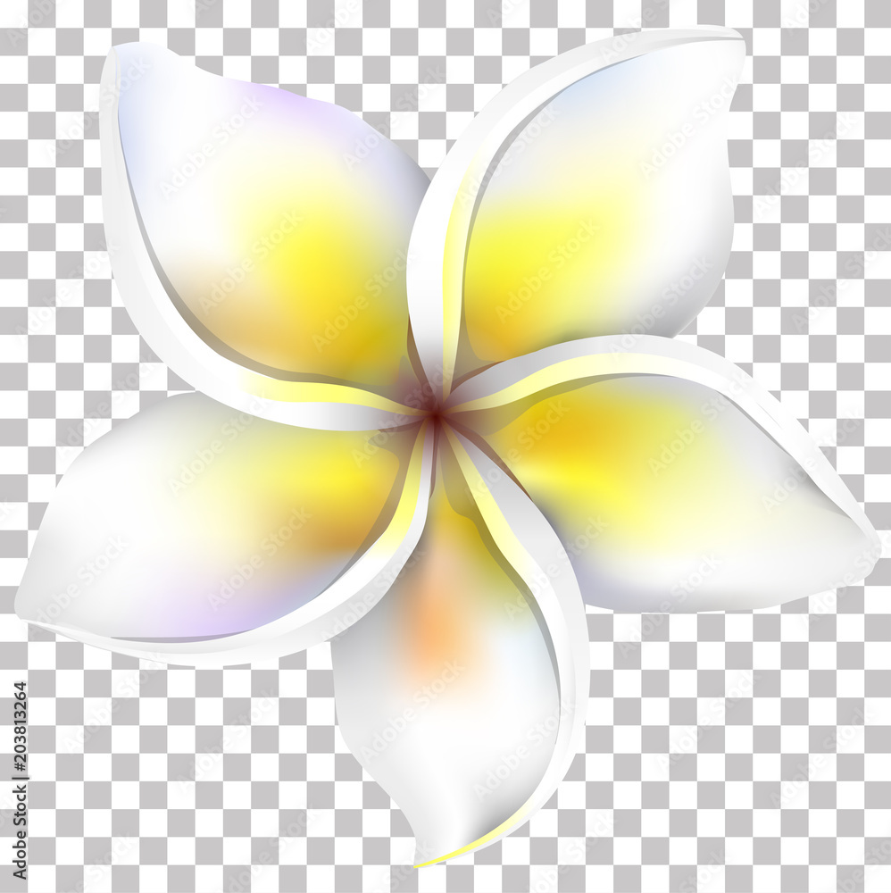 Plumeria flower on a transparent background. Vector illustration. Stock
