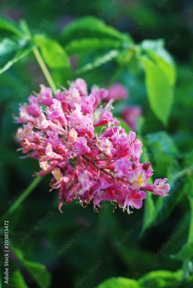 Blooming Chestnut Tree. Pink Blossomed flowers of a Chestnut Tree. Flowers and Gardening. Blooming Chestnut Tree. Pink Blossomed flowers of a Chestnut Tree. Flowers and Gardening.