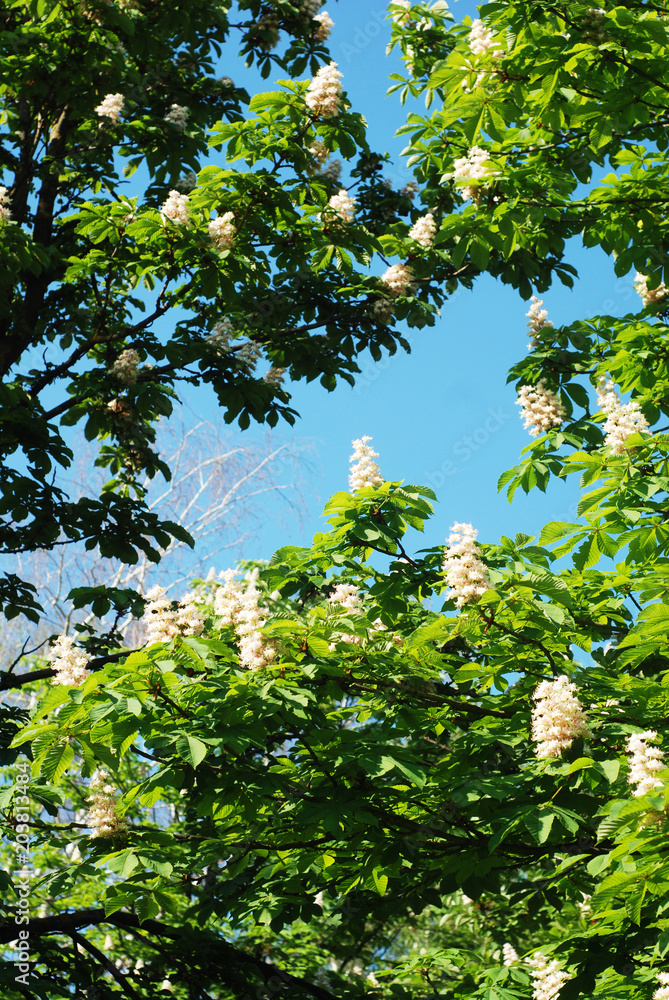 Fototapeta premium Blooming Chestnut Tree. White Blossomed flowers of a Chestnut Tree. Flowers and Gardening.
