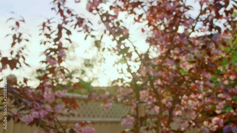 Sunset with Japanese cherry blossom blooming in spring England, UK Sunset with Japanese cherry blossom blooming in spring England, UK