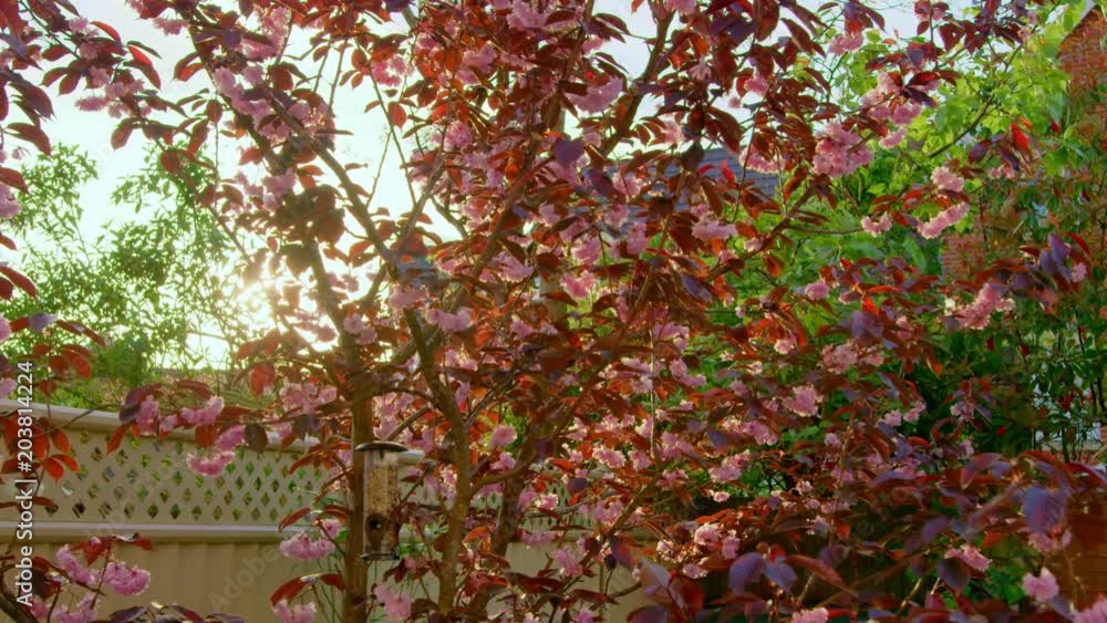 Sunset with Japanese cherry blossom blooming in spring England, UK Sunset with Japanese cherry blossom blooming in spring England, UK