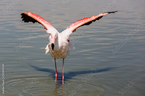 flamingos in the Camargue