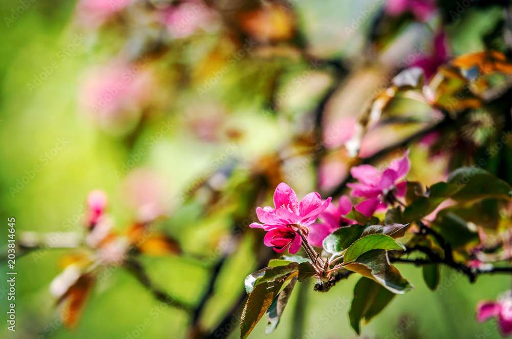 Pink flowers of apple tree.
