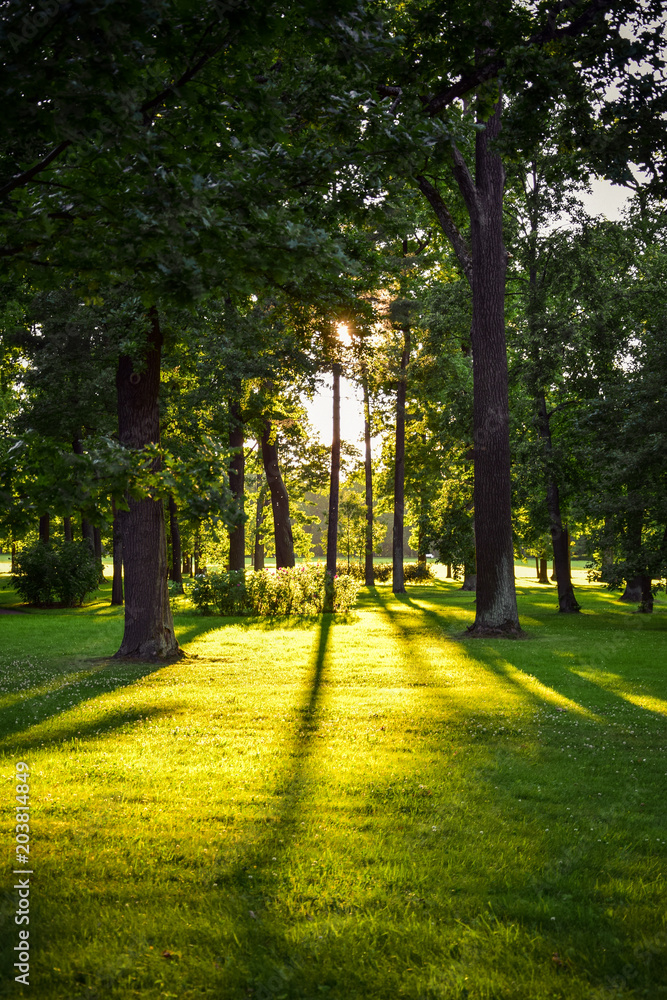 Obraz premium sunny park